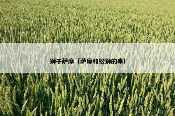 狮子萨摩（萨摩和松狮的串）