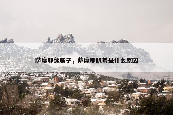 萨摩耶翻肠子，萨摩耶趴着是什么原因