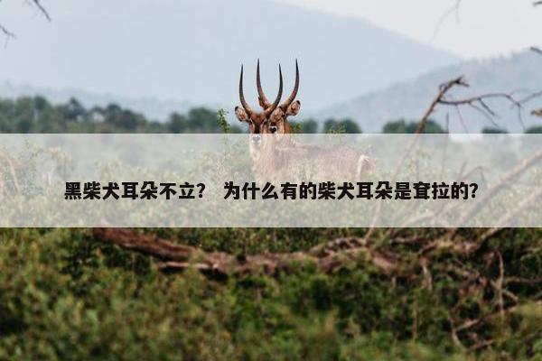 黑柴犬耳朵不立？ 为什么有的柴犬耳朵是耷拉的？