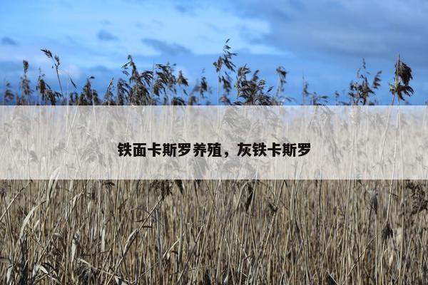 铁面卡斯罗养殖，灰铁卡斯罗