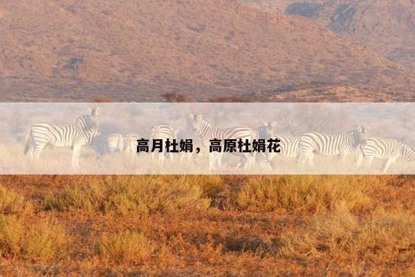 高月杜娟，高原杜娟花