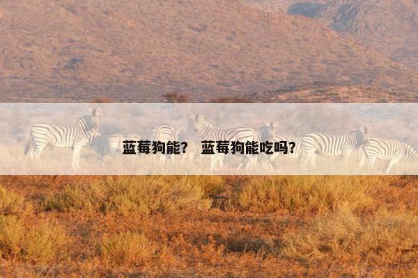 蓝莓狗能？ 蓝莓狗能吃吗？