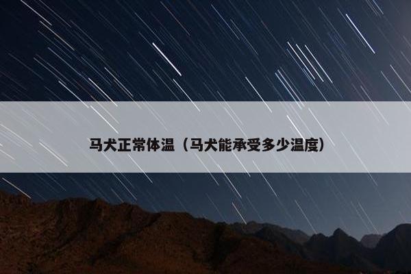 马犬正常体温（马犬能承受多少温度）