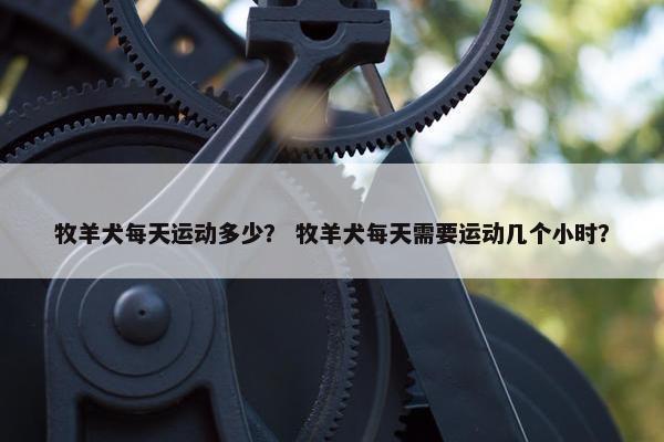 牧羊犬每天运动多少？ 牧羊犬每天需要运动几个小时？