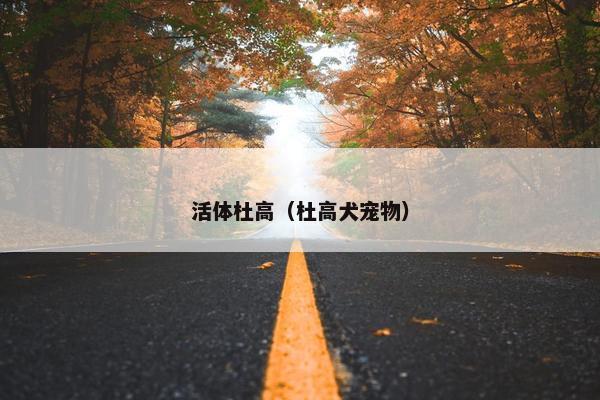 活体杜高（杜高犬宠物）