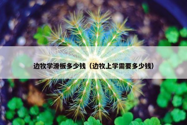 边牧学滑板多少钱（边牧上学需要多少钱）