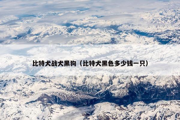 比特犬战犬黑狗（比特犬黑色多少钱一只）