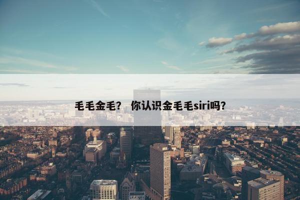 毛毛金毛？ 你认识金毛毛siri吗？