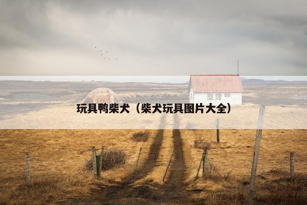 玩具鸭柴犬（柴犬玩具图片大全）