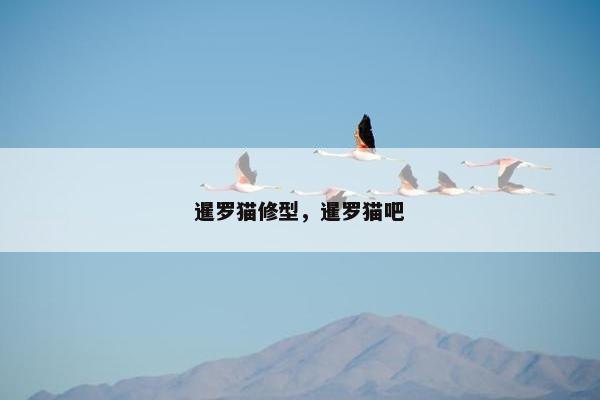 暹罗猫修型，暹罗猫吧