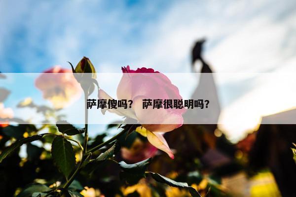 萨摩傻吗？ 萨摩很聪明吗？