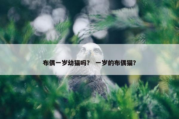 布偶一岁幼猫吗？ 一岁的布偶猫？