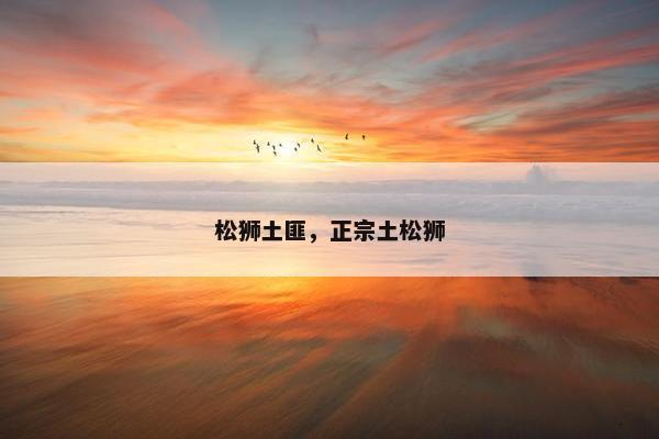 松狮土匪,正宗土松狮 松狮土匪,正宗土松狮