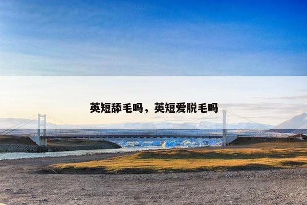 英短舔毛吗，英短爱脱毛吗