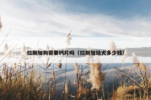 拉斯加狗需要钙片吗（拉斯加幼犬多少钱）