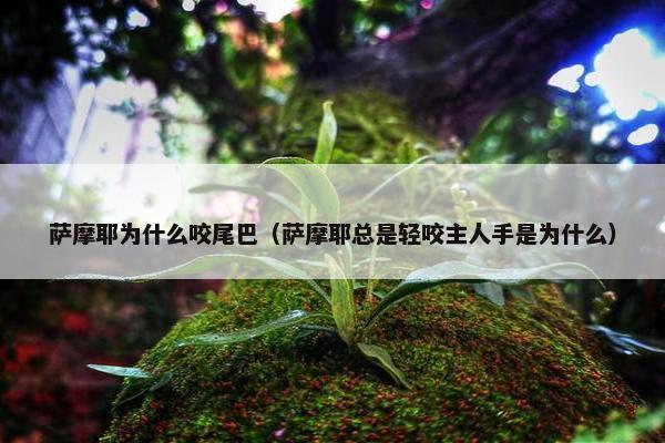萨摩耶为什么咬尾巴（萨摩耶总是轻咬主人手是为什么）