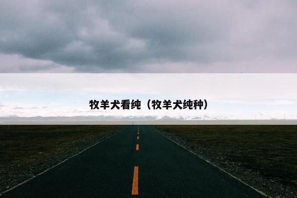 牧羊犬看纯（牧羊犬纯种）