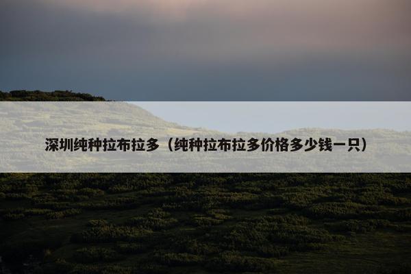 深圳纯种拉布拉多（纯种拉布拉多价格多少钱一只）