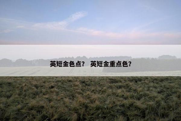 英短金色点？ 英短金重点色？