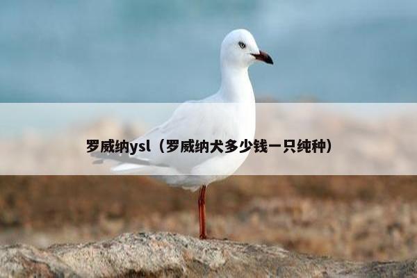罗威纳ysl（罗威纳犬多少钱一只纯种）