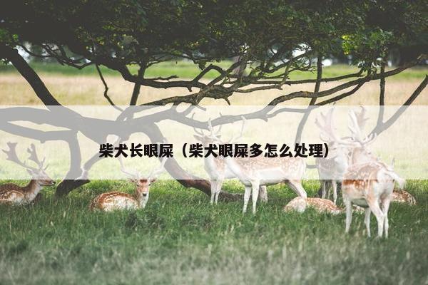 柴犬长眼屎（柴犬眼屎多怎么处理）