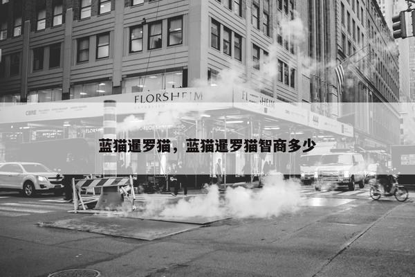 蓝猫暹罗猫，蓝猫暹罗猫智商多少