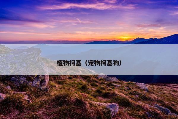 植物柯基（宠物柯基狗）