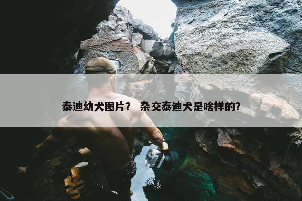 泰迪幼犬图片？ 杂交泰迪犬是啥样的？