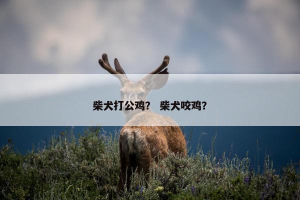 柴犬打公鸡？ 柴犬咬鸡？