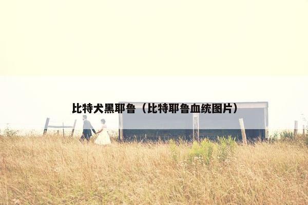 比特犬黑耶鲁（比特耶鲁血统图片）