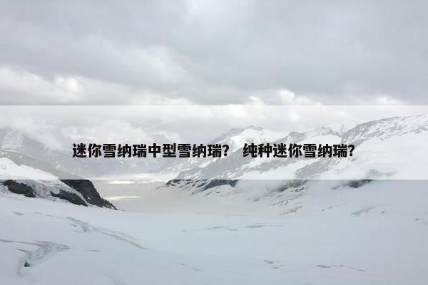 迷你雪纳瑞中型雪纳瑞？ 纯种迷你雪纳瑞？