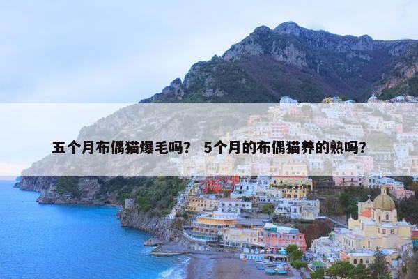五个月布偶猫爆毛吗？ 5个月的布偶猫养的熟吗？