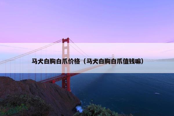 马犬白胸白爪价格(马犬白胸白爪值钱嘛) 马犬白胸白爪价格(马犬白胸白爪值钱嘛)