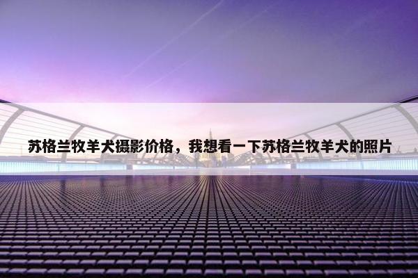 苏格兰牧羊犬摄影价格，我想看一下苏格兰牧羊犬的照片