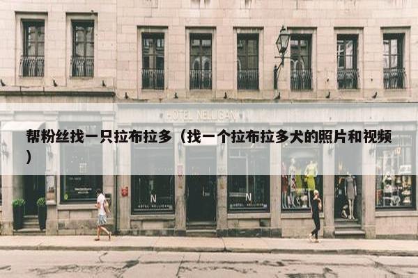 帮粉丝找一只拉布拉多（找一个拉布拉多犬的照片和视频）