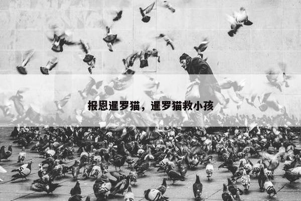 报恩暹罗猫，暹罗猫救小孩