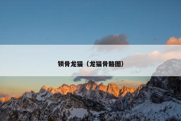 锁骨龙猫（龙猫骨骼图）