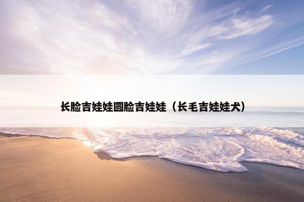 长脸吉娃娃圆脸吉娃娃（长毛吉娃娃犬）