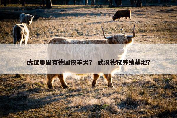 武汉哪里有德国牧羊犬？ 武汉德牧养殖基地？