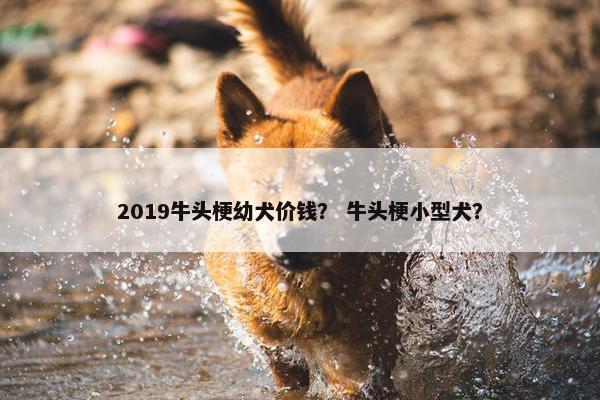 2019牛头梗幼犬价钱？ 牛头梗小型犬？
