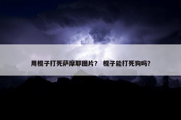 用棍子打死萨摩耶图片？ 棍子能打死狗吗？
