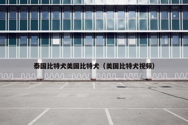 泰国比特犬美国比特犬（美国比特犬视频）