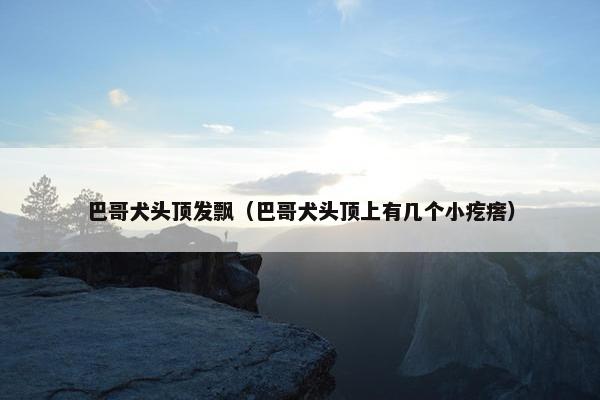 巴哥犬头顶发飘（巴哥犬头顶上有几个小疙瘩）