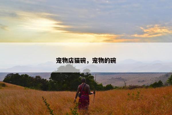 宠物店猫碗，宠物的碗