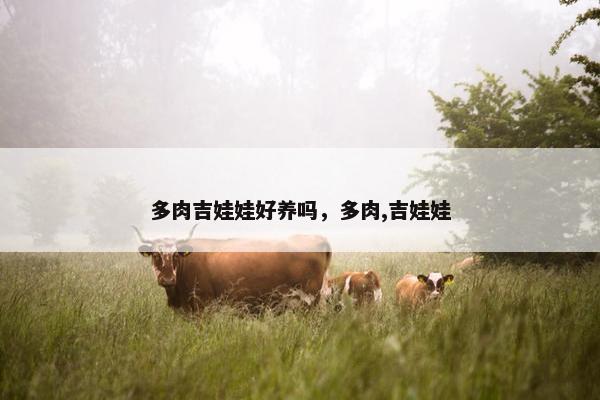 多肉吉娃娃好养吗，多肉,吉娃娃
