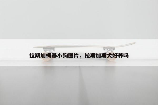 拉斯加柯基小狗图片，拉斯加斯犬好养吗