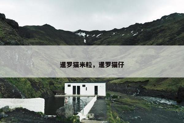 暹罗猫米粒，暹罗猫仔