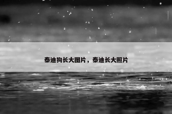 泰迪狗长大图片，泰迪长大照片