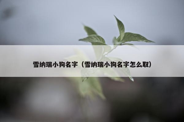 雪纳瑞小狗名字（雪纳瑞小狗名字怎么取）