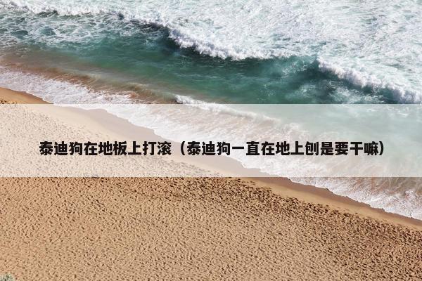 泰迪狗在地板上打滚（泰迪狗一直在地上刨是要干嘛）